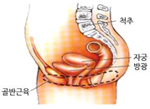 골반근육이 무엇인가?